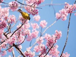 gul fågel och rosa blommor foto