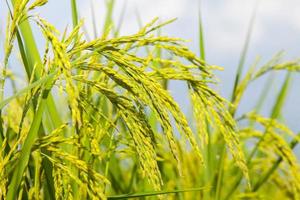 närbild av en risfarm foto