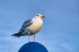 fiskmås stående på lampskärm på de baltic hav förbi de hav. de fågel utseende solnedgång. foto