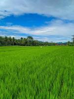 indonesiska traditionell ris jordbruk landskap. indonesiska ris fält. ris fält och blå himmel i Indonesien. foto