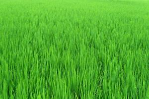 skön grön ris fält irländare för bakgrund foto