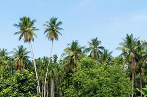 skön två kokos palmer träd i de tropisk skog med blå himmel på ö i thailand foto