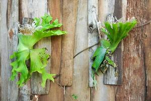 platycerium superbum på trä- vägg, grön staghorn ormbunke arter av ormbunke natur på trädgård foto
