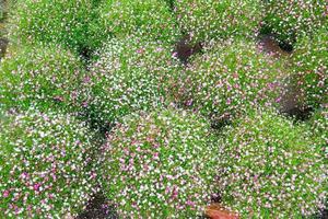 buske av rosa och röd Gypsophila blomma på de trädgård, vacker gypsiphila blomma foto