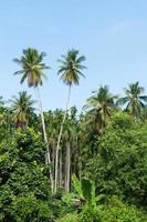 skön två kokos palmer träd i de tropisk skog med blå himmel på ö i thailand foto