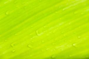 suddig dagg droppar på grön löv, suddiga grön blad textur abstrakt för bakgrund foto