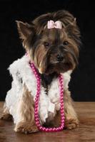 yorkshire terrier i skön kläder. glamour modern hund i en päls täcka, dekorerad med pärlor och en rosett. designer kläder för hundar. foto