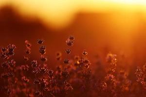 stänga upp av buskar lavendel- blomning doftande fält på solnedgång. lavendel- lila aromatisk blommor på lavendel- fält av de franska provence nära paris. foto