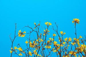 gyllene träd blommor på de dagtid blå himmel bakgrund, gul blommor. de skålformad blomfoder är hårig brun. de kronblad är ansluten till form en trumpetformad rör. natur bakgrund begrepp foto