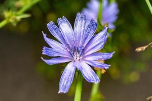 skönhet vild växande blomma cikoria vanlig på bakgrund äng foto