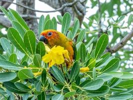 Sol conure uppflugen på träd foto