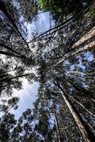 2022 08 22 madeira eukalyptus skog 1 foto