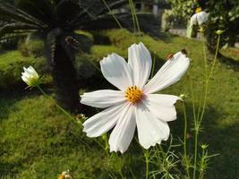 natur skön blommor tapet fri ladda ner foto