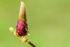 makro magnolia knopp täckt med droppar foto