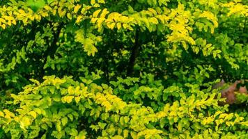 skön och fantastisk gul löv som bakgrund foto