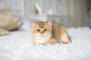 en små rödhårig brittiskt kattunge är liggande på en vit filt i de rum foto