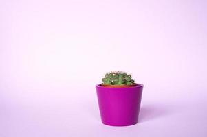 kaktus i en pott på en trä- stå foto
