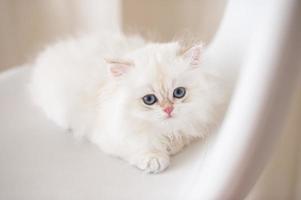 vit långt hår brittiskt kattunge foto