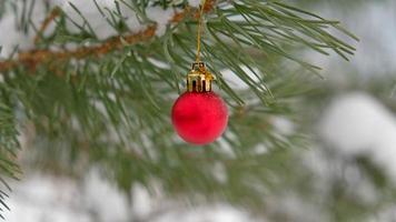 de defocused bakgrund av gran grön grenar är dekorerad med små röd boll. selektiv fokus. snötäckt gran tall grenar. foto