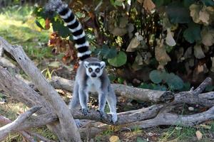 de apa liv i en Zoo i israel. foto