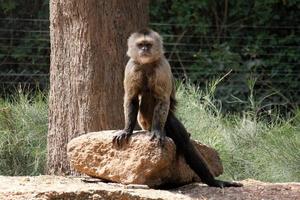 de apa liv i en Zoo i israel. foto