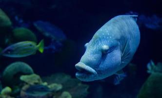 puckelhuvud maori wrasse fisk napoleon fisk simning marin liv foto