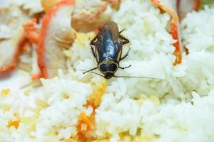 smutsig mat kackerlackor äter ris mat levande i de kök på hus förorening bakterie mat foto