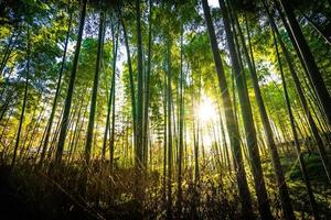 vacker bambuskog vid arashiyama, kyoto foto