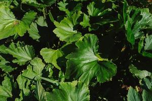 grön löv av zucchini och pumpor i de trädgård på en säng på en bruka i de ljus av de Sol. miljövänlig Produkter. närbild. foto