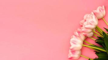 en skön bukett av delikat rosa tulpaner på en rosa bakgrund med Plats för din text foto
