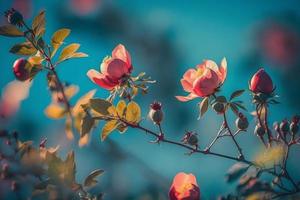 skön vår gräns, blomning reste sig buske på en blå bakgrund. blommande reste sig höfter mot de blå himmel foto