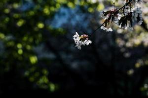 körsbär blomma blomma i blomning foto