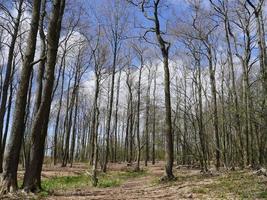 vår skog, lång träd bar utan löv, först grön gräs landskap foto