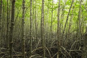 mangrove skog med rötter foto