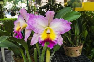 krukad orkidéer blomma i marknadsföra plats foto