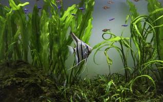 planterade akvarium tank med fisk foto