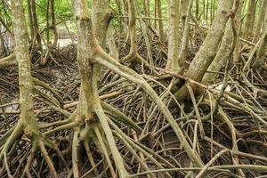 mangrove rötter på hav foto