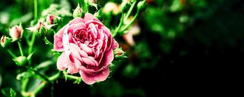 rosa reste sig blommor blomma skön. baner bild för hemsida foto