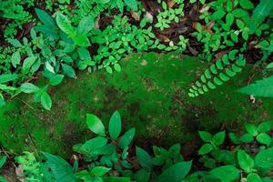 stängd upp grön mossa och växter i tropisk skog foto