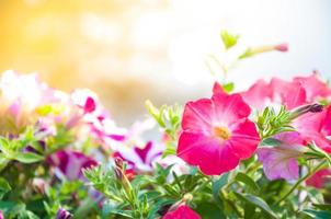 skön vår rosa petunia blomma för bakgrund foto