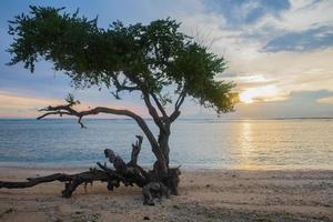 träd på de strand på solnedgång foto