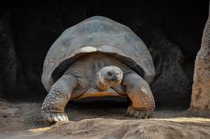 stor sköldpadda på de Zoo foto