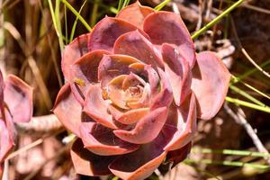 rosa saftig växter foto