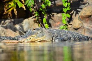 gator i de vatten foto