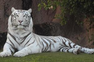skön vit tiger foto