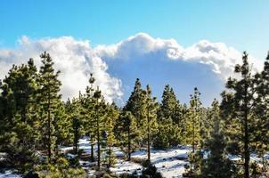 skog på vintern foto