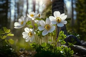 skön vit blommor av anemoner i vår i en skog stänga upp i solljus i natur. vår skog landskap med blommande primula foto