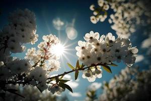 foton vår blomning - vit blommar och solljus i de himmel, fotografi