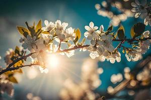 foton vår blomning - vit blommar och solljus i de himmel, fotografi