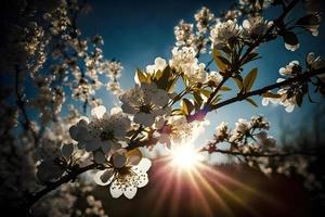 foton vår blomning - vit blommar och solljus i de himmel, fotografi